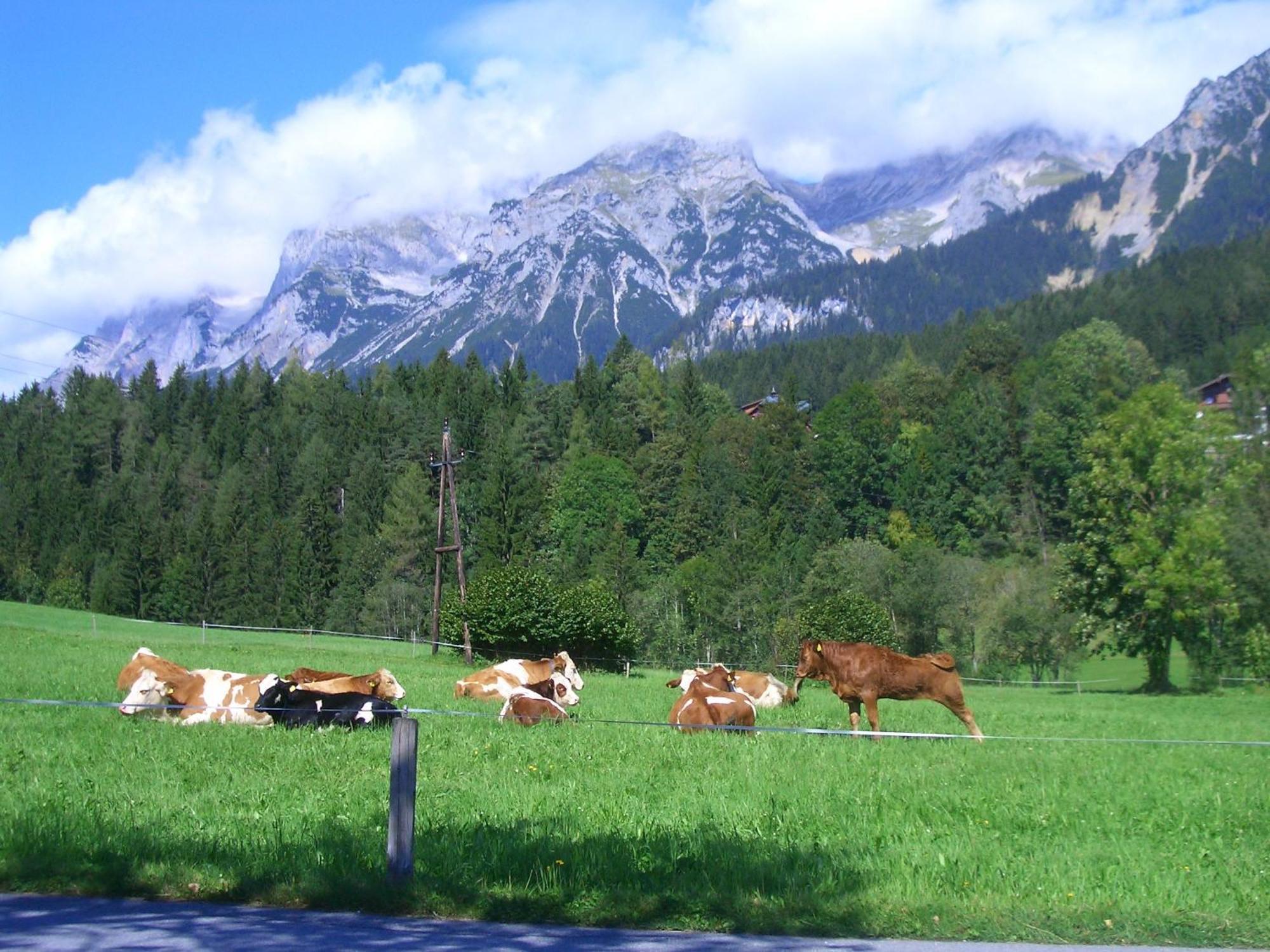 Villa Haslehnerhof à Ramsau am Dachstein Extérieur photo