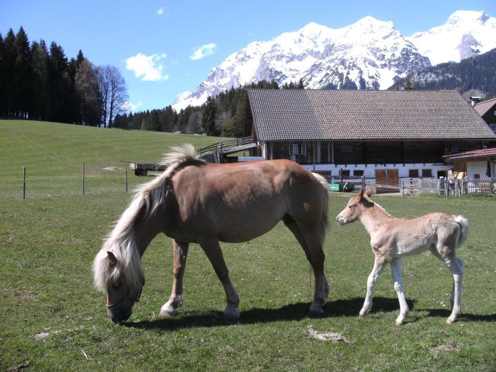 Villa Haslehnerhof à Ramsau am Dachstein Extérieur photo